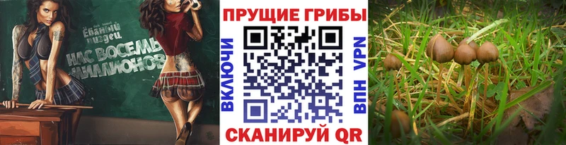 Псилоцибиновые грибы мицелий  Павлово 